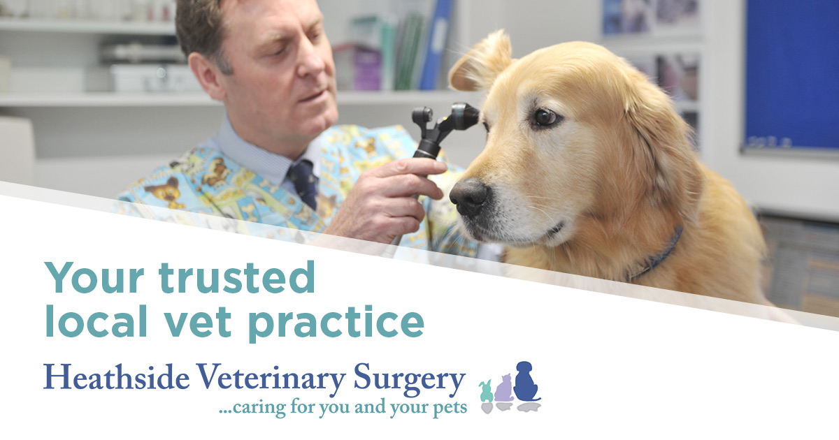 Vet practice providing highquality, affordable vet services