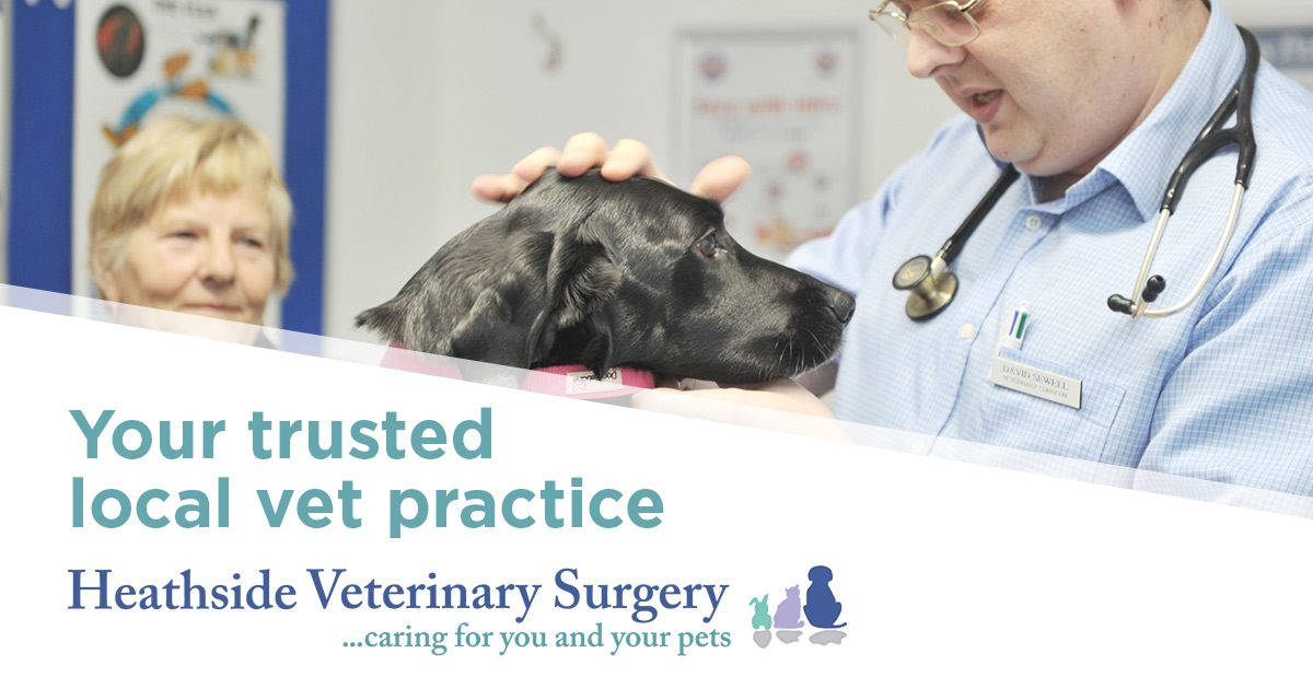 Veterinary jobs at a friendly Southampton vet practice | Heathside Vets