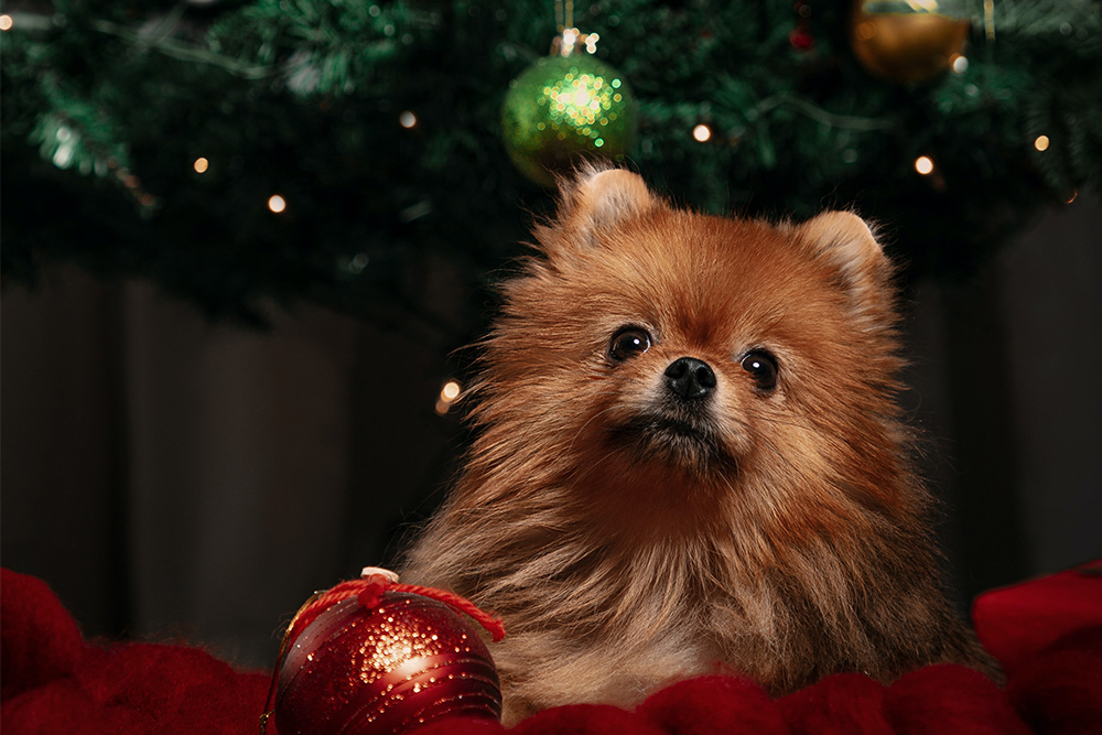 Christmas Decorations-Keeping Your Pets Safe At Christmas