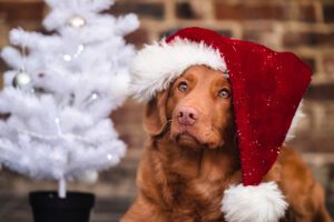 Keeping Your Pets Safe At Christmas